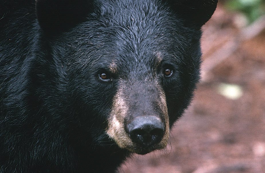 to-avoid-encounters-with-black-bears-remove-bird-feeders-michigan-radio